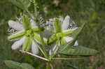 Passionflower <BR>Maypop